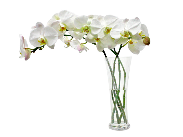 Florist Flower in Vase - Ochrids Florist Vase Decor F1 - L3135580 Photo